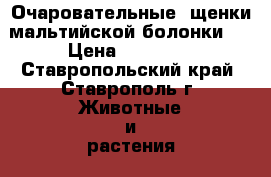 Очаровательные  щенки мальтийской болонки.  › Цена ­ 35 000 - Ставропольский край, Ставрополь г. Животные и растения » Собаки   . Ставропольский край,Ставрополь г.